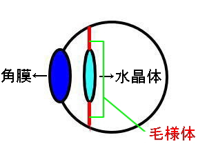 目の模式図